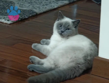 10 aylık blue point kızımıza damat arıyoruz