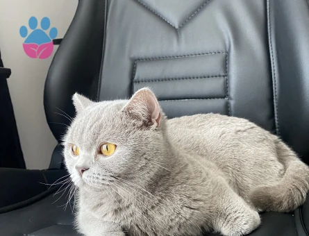 British kızıma eş arıyorum