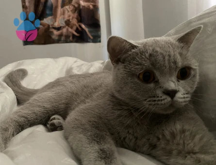 British kızıma eş arıyorum