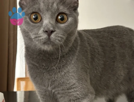 British Shorthair Sushi