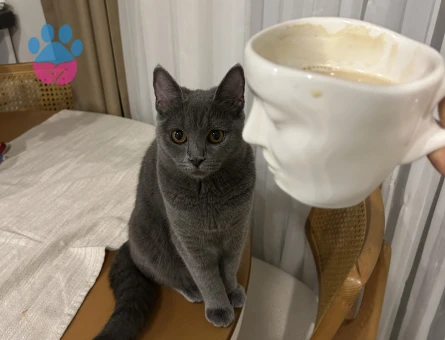 British Shorthair Sushi