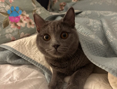 British Shorthair Sushi