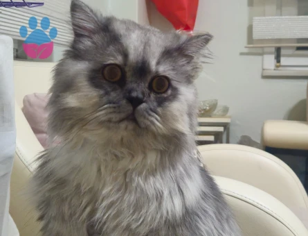 British Longhair Oğlum Nikoya Eş arıyorum