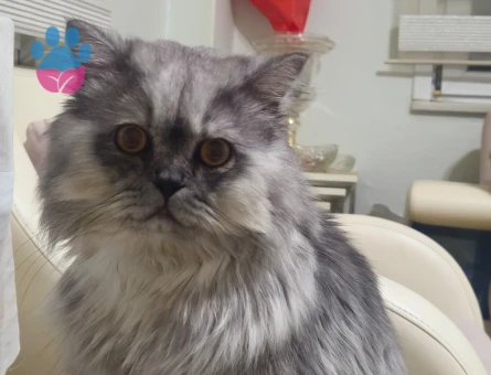 British Longhair Oğlum Nikoya Eş arıyorum