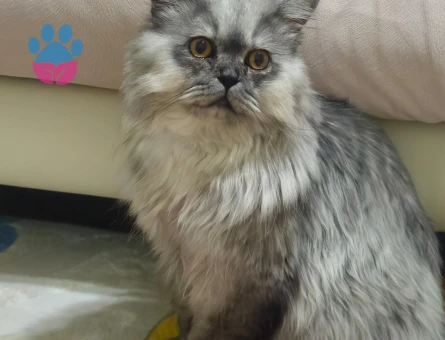 British Longhair Oğlum Nikoya Eş arıyorum