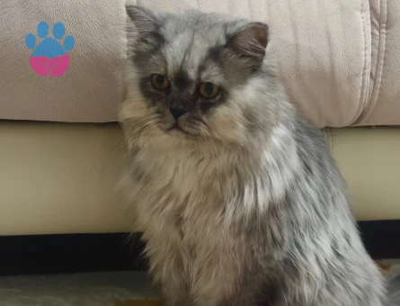 British Longhair Oğlum Nikoya Eş arıyorum