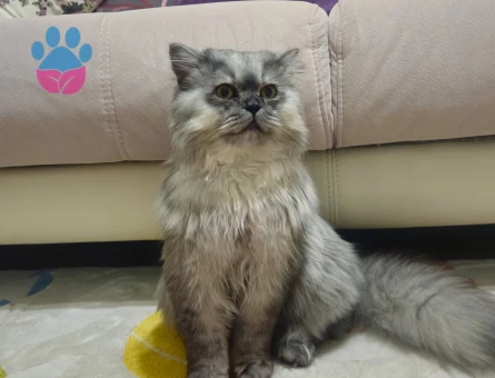 British Longhair Oğlum Nikoya Eş arıyorum