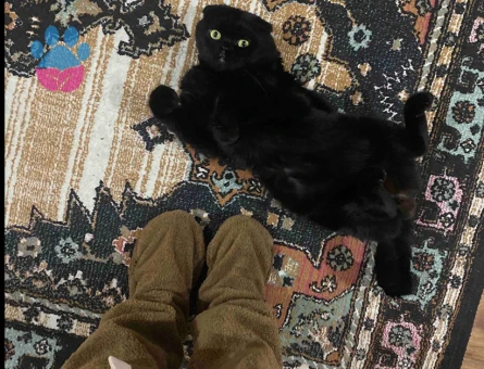 Scottish Fold erkek Cola’mıza eş arıyoruz.