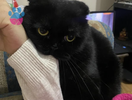 Scottish Fold erkek Cola’mıza eş arıyoruz.