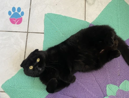 Scottish Fold erkek Cola’mıza eş arıyoruz.