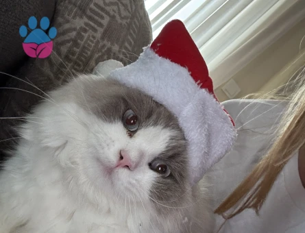 Ragdoll Kedime Eş Arıyorum 1 Yaşında