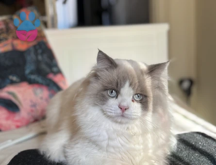 Ragdoll Kedime Eş Arıyorum 1 Yaşında