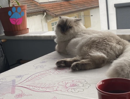 British Shorthair 1 Yaşında Eş Arıyor