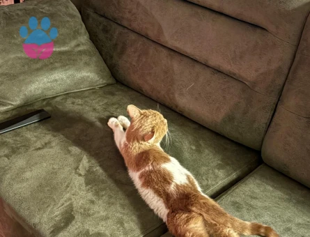 Dişi Kedime Erkek Eş Arıyoruz