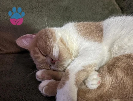 Dişi Kedime Erkek Eş Arıyoruz