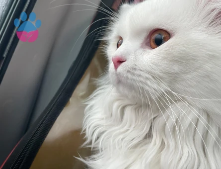 Oğlumuza eş adayı arıyoruz