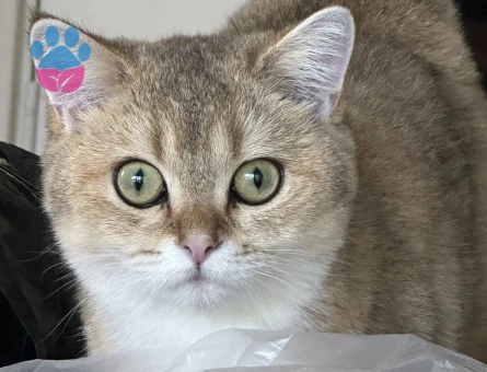 British Kedime Erkek ariyoruz