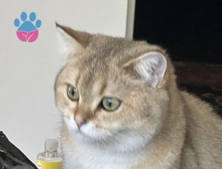 British Kedime Erkek ariyoruz