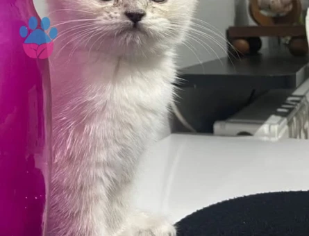 British Shorthair Ns1133 açık mavi gözlü beyaz