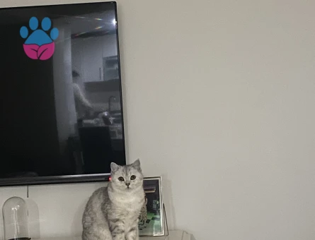 British Shorthair Pırıl Eş Arıyor