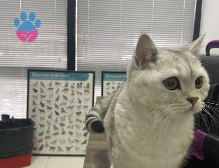 British Shorthair Pırıl Eş Arıyor