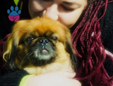 Pekines cinsi Ogluma es arıyorum