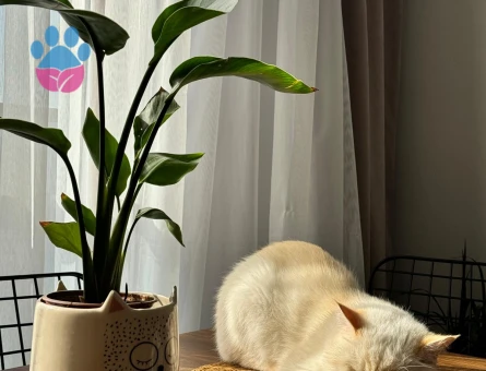 British Shorthair Behlül Eş Arıyor