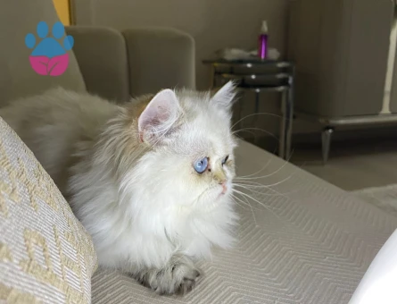 British Longhair oğluma eş aramaktayım