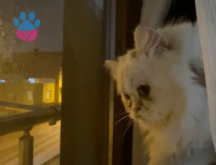 British Longhair oğluma eş aramaktayım