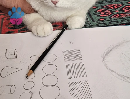 British Shorthair Dişi 1.5 Yaşında Eş Arıyor