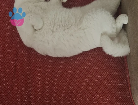 British Shorthair Dişi 1.5 Yaşında Eş Arıyor