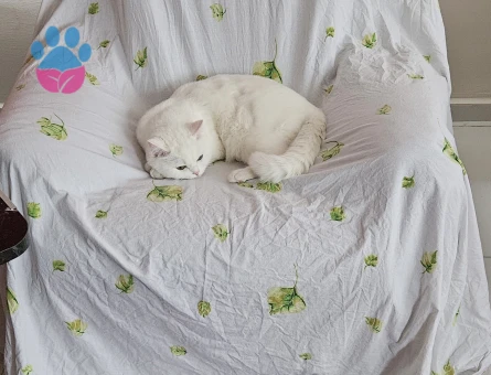 British Shorthair Dişi 1.5 Yaşında Eş Arıyor