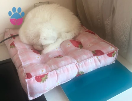 Scottish Fold Kedim Eş Arıyor