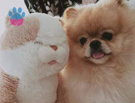 Poomeranian Boo 3 Yaşında Eş Arıyor