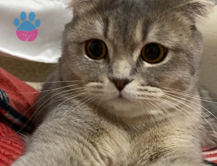 Scottish straight kızıma eş arıyorum