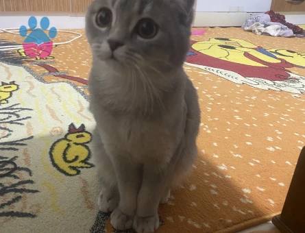 Scottish straight kızıma eş arıyorum