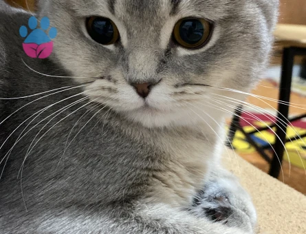 Scottish straight kızıma eş arıyorum