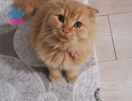 Scottish / İran Kedisi melezi Erkek kedimize eş arıyoruz