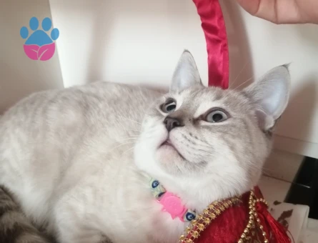 British kızımıza eş arıyoruz