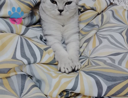 Scottish Fold Kedime Eş Arıyorum