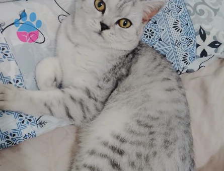 Scottish Fold Kedime Eş Arıyorum