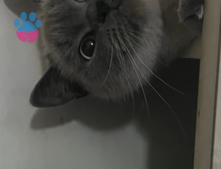 British Shorthair 1 Yaşında Kızıma Acil Eş Arıyorum