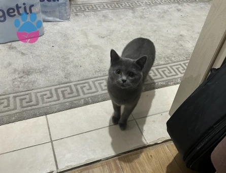 Dişi british shorthair kedime eş arıyorum