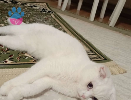 Scottish Fold Kedime Eş Arıyorum 10 Aylık