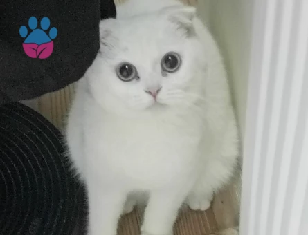 Scottish Fold Kedime Eş Arıyorum 10 Aylık