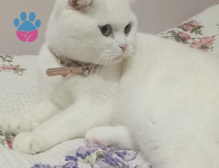 Scottish Fold Kedime Eş Arıyorum 10 Aylık