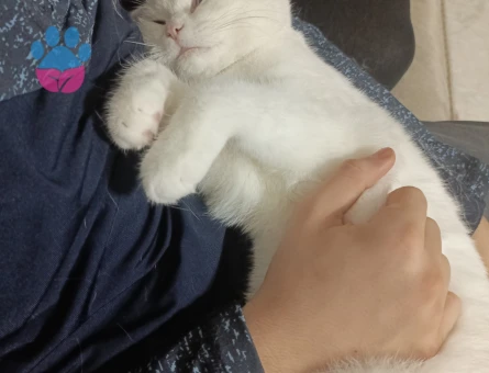 Scottish Fold Kedime Eş Arıyorum 10 Aylık