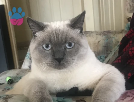 British Shorthair Kedime Eş Arıyorum