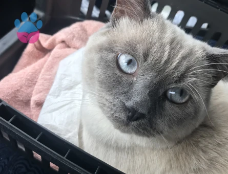 British Shorthair Kedime Eş Arıyorum