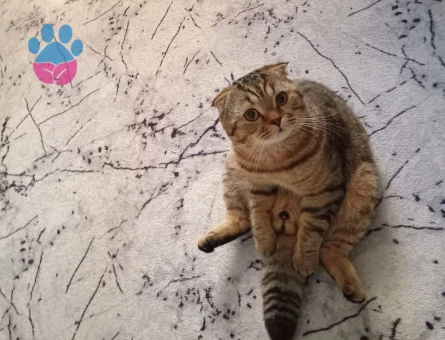 Scottish Fold Kızgınlık Dönemi Eş Aranıyor